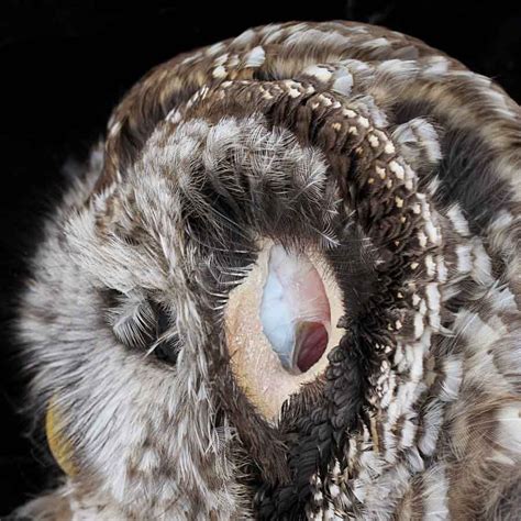 Learn how Barn Owls use their super sensitive hearing to hunt for tiny Field Voles, Shrews or Wood Mice, even in the dark or under long grass. Find out more about the shape, position and function of Barn Owl ears, and how …